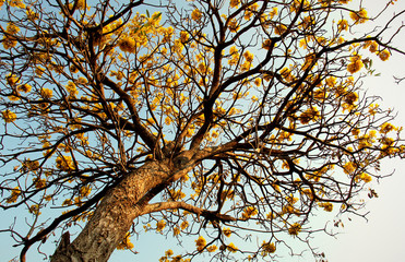 The tree of Yellow flower at my workplace are called "Ta Ber Boo Ya".