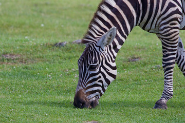 Fototapeta na wymiar The portrait of a zebra