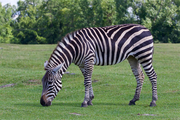 Naklejka na ściany i meble Beautiful zebra on the grass field