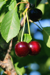 cherry berry on the bush