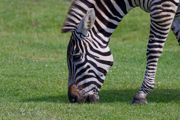 Fototapeta na wymiar Beautiful close-up of the zebra