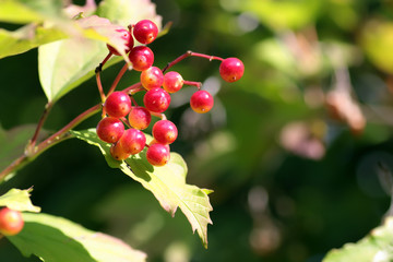 bunch of red berries on a bush