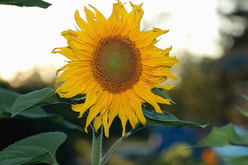 large buds sunflowers at sunset