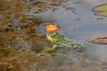 Schwimmender Teichfrosch (Pelophylax esculentus) 
