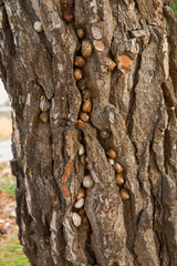 Snails sheltering in Pine tree bark