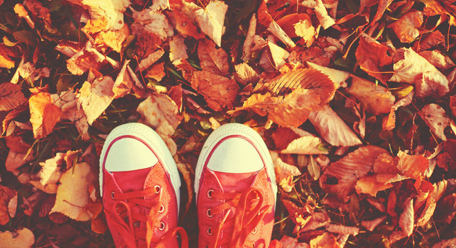 Shoes red shoes in autumn leaves