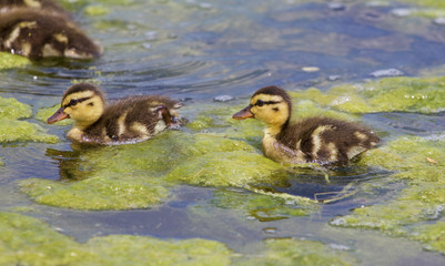 Beautiful young ducks are going through the algae
