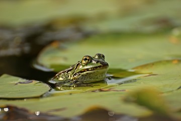 Teichfrosch (Pelophylax esculentus) mit Blattlaus auf der Nase zwischen Seerosenblättern
