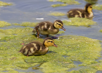 Young chicks of the mallards