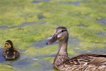 The mallard and her chick