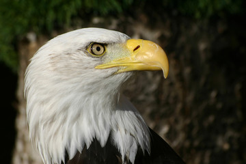 Bald eagle head in profile