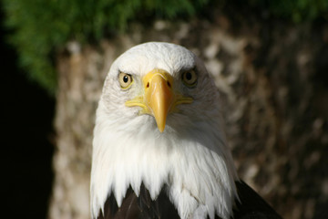 Bald eagle head with eyes looking forward