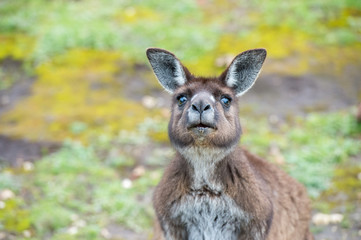 Kangaroo portrait while looking at you