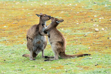 Portrait de mère et de fils de kangourous
