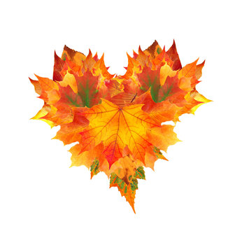 beautiful heart from colorful autumn maple leaves isolated on wh