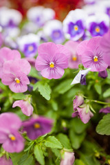 Beautiful violet flowers