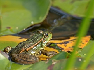 Teichfrosch (Pelophylax esculentus) auf Seerosenblättern 
