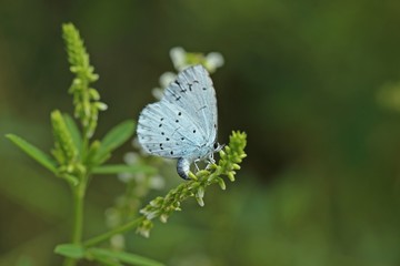 Eiablage des Faulbaumbläulings (Celastrina argiolus) an Weißem Steinklee (Melilotus albus)
