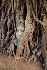 Fototapeta na wymiar Buddha Head in the Tree