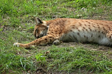 Schlafender Luchs (Lynx lynx)
