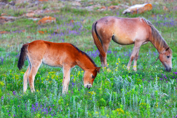 Foal and horse on a spring meadow.