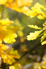 fall oak leaves