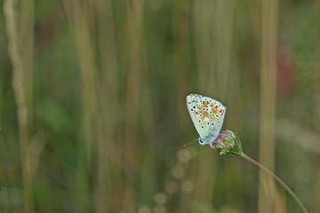 Silbergrüner Bläuling (Polyommatus coridon) auf Knospe der Wilden Möhre (Daucus carota)