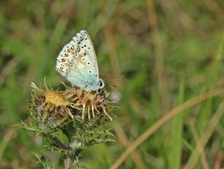 Silbergrüner Bläuling (Polyommatus coridon) auf Golddistel (Carlina vulgaris) 