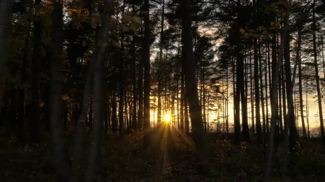 Gliding Drone Shot of Sunlight through Trees in Forest at Sunset