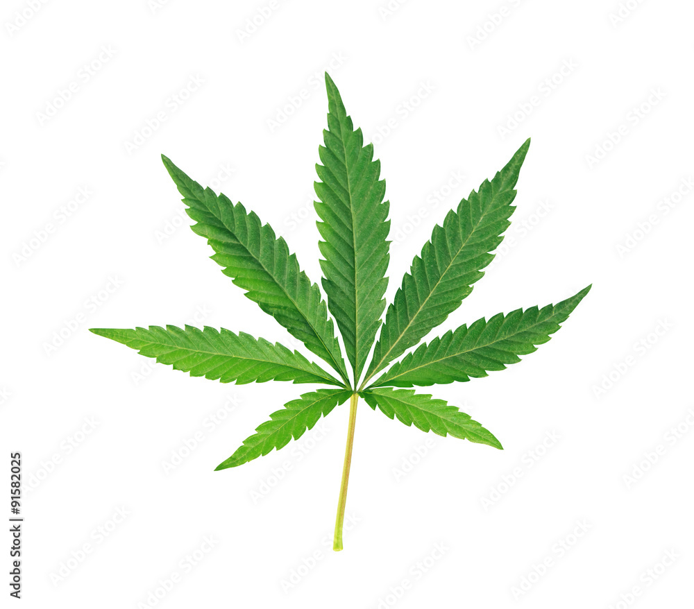 Wall mural cannabis leaf, marijuana isolated over white background