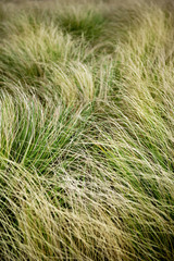 Grass