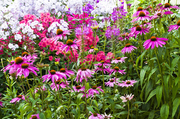Obraz premium flowers in the Park