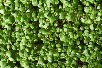 Green short plants