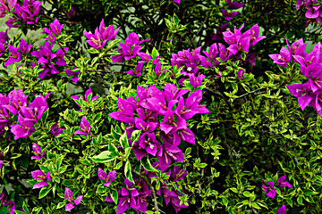 Fototapeta premium Pink flower with leaves Beautiful Paper Flower