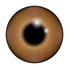 The pupil of the eye, eye ball. Realistic vector illustration isolated on white background.The pupil of the eye, eye ball. Realistic vector illustration isolated on white background.