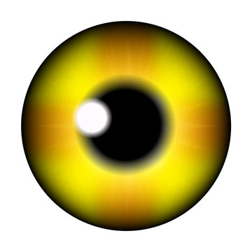 The pupil of the eye, eye ball. Realistic vector illustration isolated on white background.