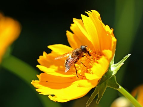 Schwebfliege auf gelbem Mädchenauge (Coreopsis)