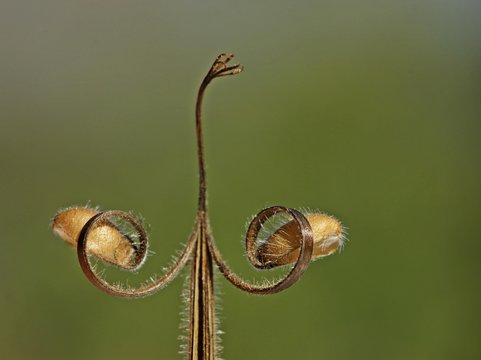 Samenstand des Wiesen-Storchschnabels (Geranium pratense)

