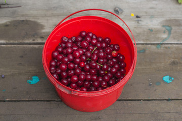 Bucket with cherries.