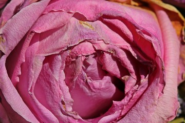 Fototapeta premium Verblühte rosa Rose 