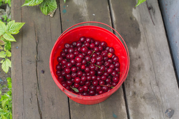 Bucket with cherries.