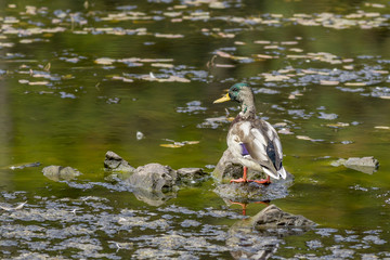 Mallard perched in Fernan Lake.