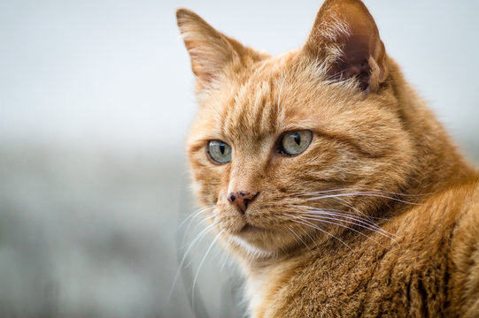 Ginger Tabby cat.closeup
