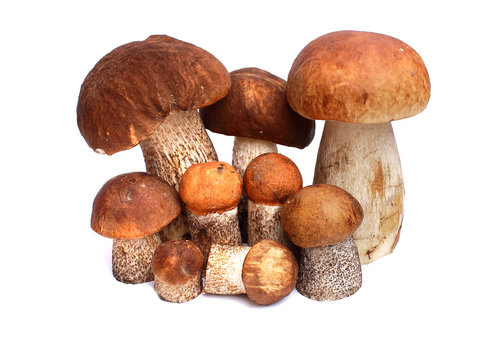 mushroom orange-cap boletus and boletus