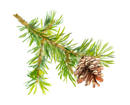 Fir tree branch with cone. Watercolor