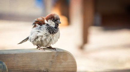 Passerotto © cesilgar