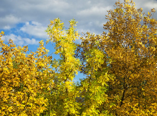 Fototapeta premium colorful trees in autumn