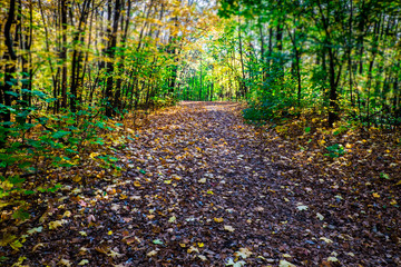 лесная тропинка