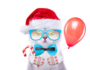 Smart and beautiful cat in a Christmas costume holding a toy. New Year's