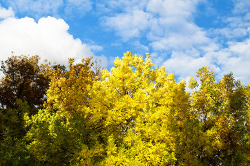 yellowing trees against the blue sky of early autumn